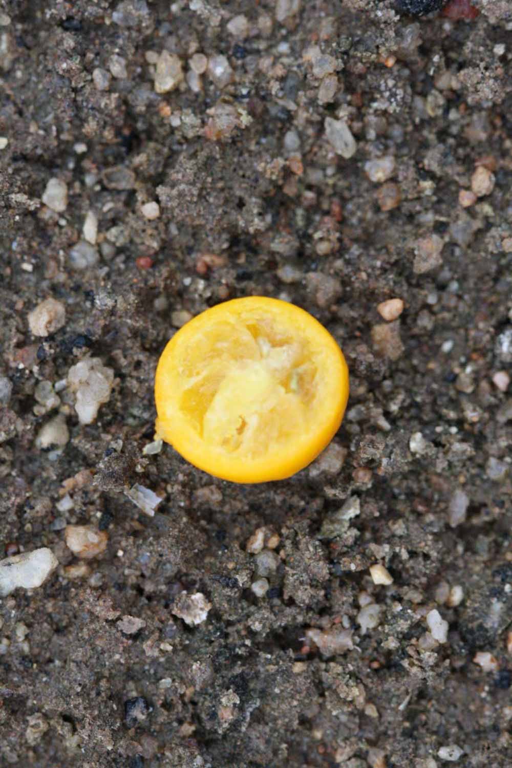                    Fruit cross-section of procimequat (Riverside, CA)       